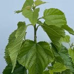 Moruša čierna (Morus nigra) ‘GERARDI DWARF’ - výška 20-30 cm, kont. C2L